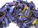 Blue Lotus, Nymphaea caerulea, Organic Deep Purple Thai™ Pure Petals and Stamens ~ Schmerbals Herbals® 