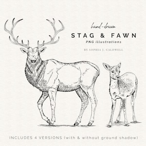 Conjunto de clipart de Stag Fawn PNG, selos digitais de Deer Buck Doe, contorno de desenho à mão, uso comercial OK, arte de parede vintage para impressão