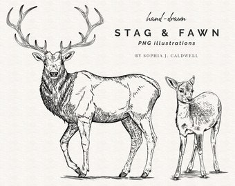 Stag Fawn PNG Clipart Set, Deer Buck Doe Digital Stamps, Hand Drawing Outline, Commercial Use OK, Vintage Printable Wall Art