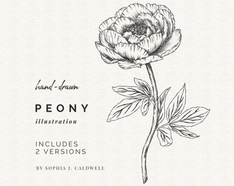 Peony Digi, Hand Drawn Flower Digital Stamp, Commercial Use OK, PNG Clip Art, Vintage Illustrations, Outline Botanical Drawings, Printable
