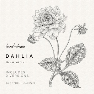 Dahlia Digi, Hand getrokken bloem digitale stempel, commercieel gebruik OK, PNG illustraties, vintage illustraties, overzicht botanische tekeningen, afdrukbaar