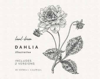 Dahlia Digi, Hand Drawn Flower Digital Stamp, Commercial Use OK, PNG Clip Art, Vintage Illustrations, Outline Botanical Drawings, Printable
