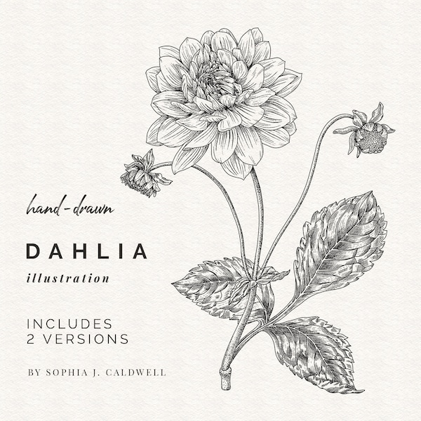 Dahlia Digi, Hand Drawn Flower Digital Stamp, Commercial Use OK, PNG Clip Art, Vintage Illustrations, Outline Botanical Drawings, Printable