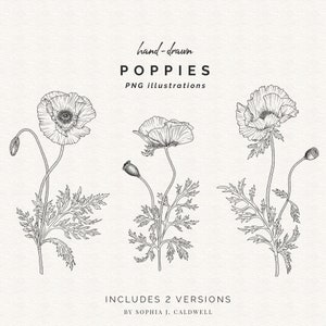 Jeu de tampons numériques coquelicot, dessin au trait fleur Digi, dessiné à la main, usage commercial, clipart PNG, illustrations de coquelicots, contour botanique, imprimable