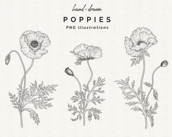 Jeu de tampons numériques coquelicot, dessin au trait fleur Digi, dessiné à la main, usage commercial, clipart PNG, illustrations de coquelicots, contour botanique, imprimable