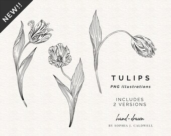 Tulips Flower Clipart, Black and White Outline, Spring Easter, Commercial Use OK, PNG Vintage Illustrations, Botanical Drawings, Printable
