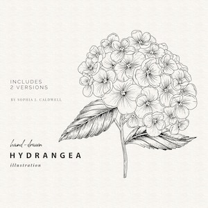 Carimbo digital de hortênsia, arte de linha de flor Digi, desenhado à mão, uso comercial, clipart gráfico PNG, contorno floral botânico, para impressão
