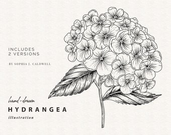 Timbre numérique hortensia, dessin au trait fleur Digi, dessiné à la main, usage commercial, clipart graphique PNG, contour floral botanique, imprimable