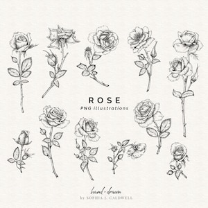 Contorno de clipart de rosas, arquivos PNG, arte linear, floral botânico, download digital, preto e branco, desenhado à mão, estilo vintage, uso comercial