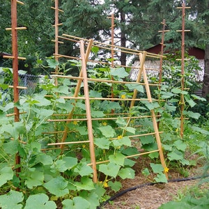 Hardwood Trellis - A Frame, 4ft and 6ft Plant Playground, Fun for Plants & Family!