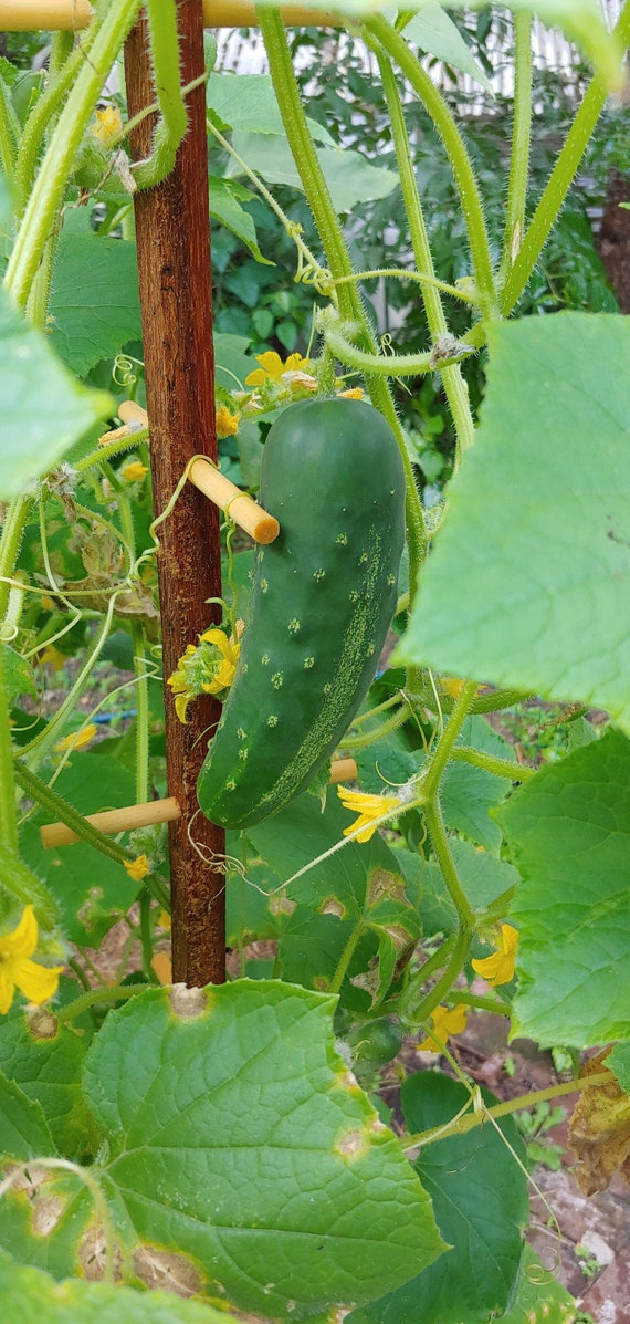 Simple Tips to Determine When a Cucumber is Ready to Pick