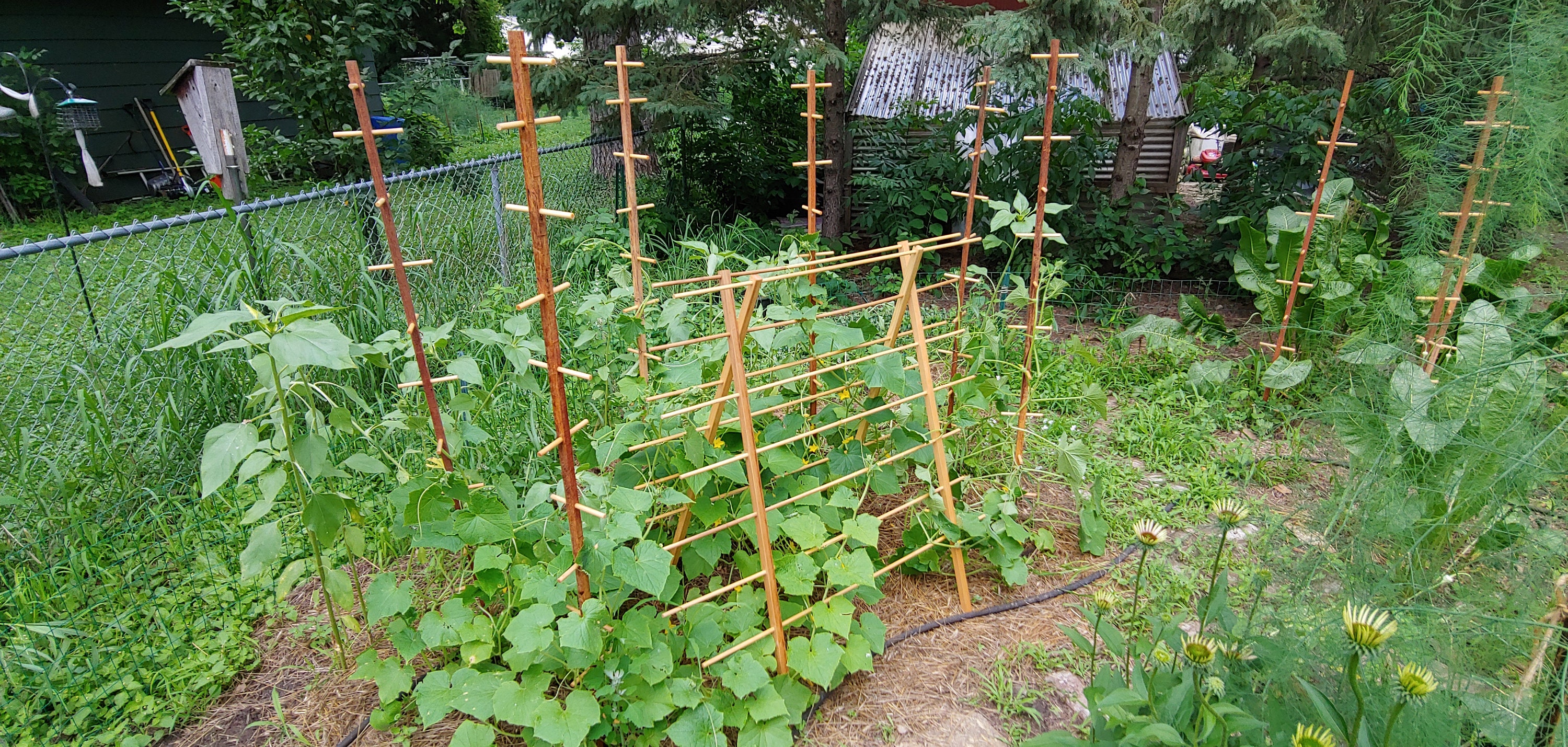 Oak Bean & Pea Poles 2pack Be the first to have these in Etsy