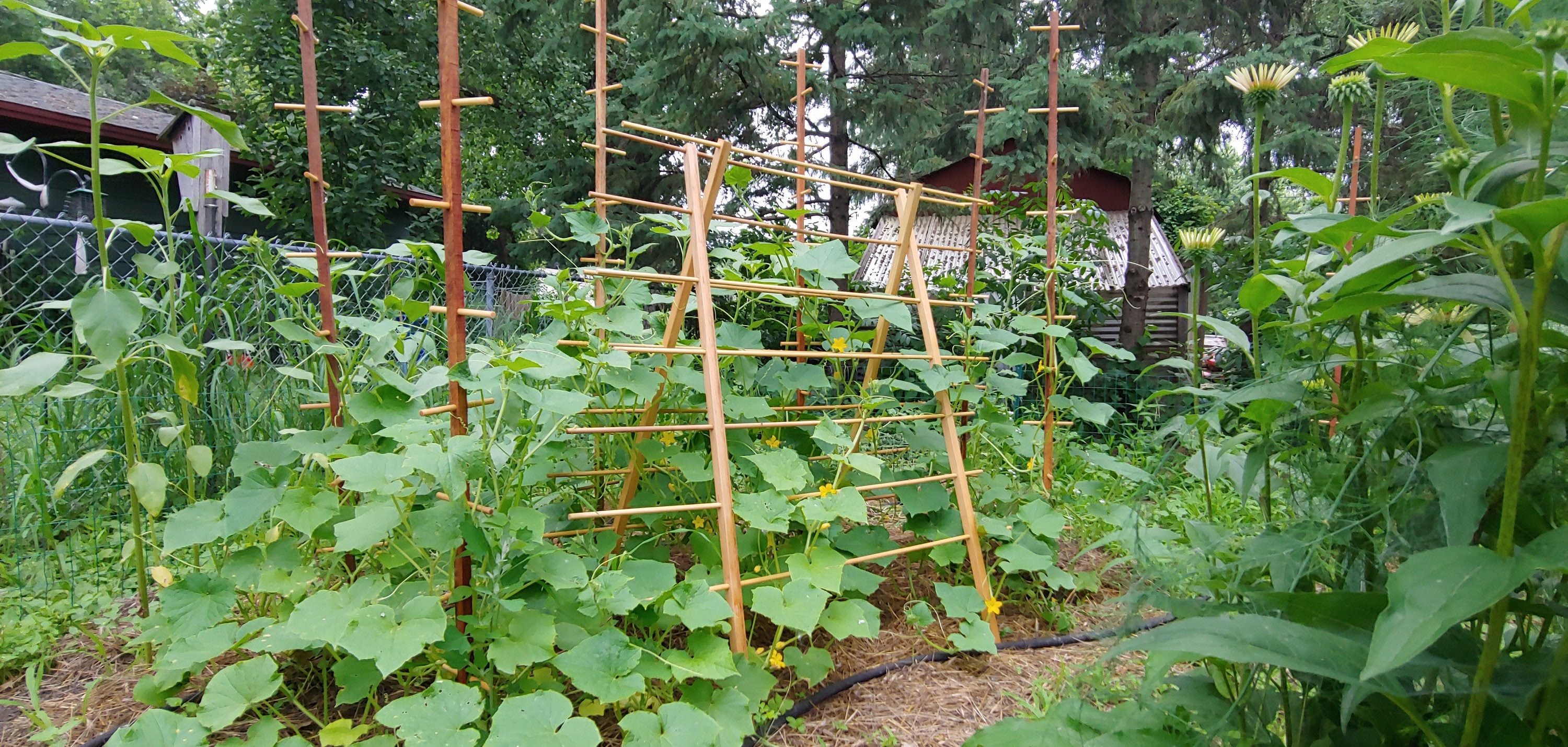 Oak Trellis - A Frame, 4ft and 6ft Plant Playground, Fun for Plants &…