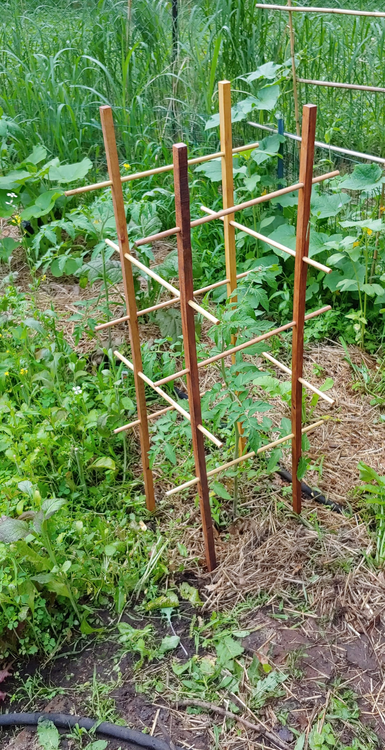 Oak Tomato Cage Sturdy Elegant Easy Assembly & Storage Etsy