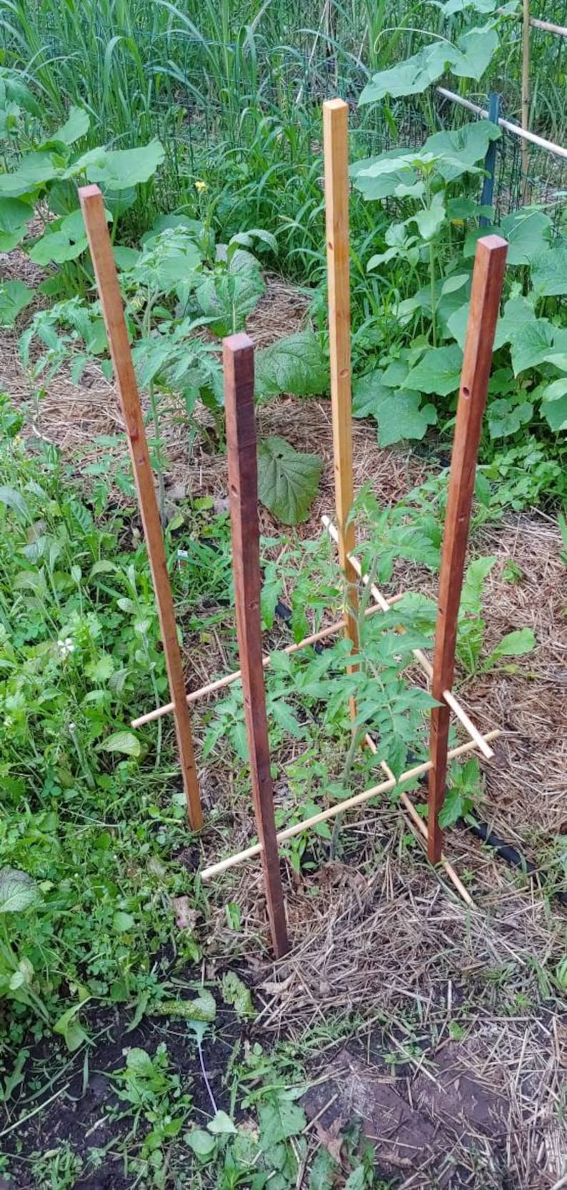 Hardwood Tomato Cage Sturdy Elegant Easy Assembly & Storage Etsy