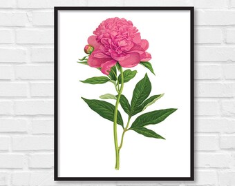 Floral Print / Botanical Print / Floral Clipart / Vintage Flower Illustration Print / DIY / Peony Print / Floral Print / Art Print [20]