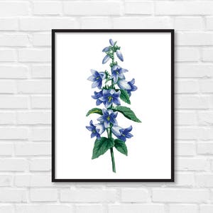 Floral Print / Botanical Print / Floral Clipart / Vintage Flower Illustration Print / DIY / Bluebell Print / Floral Print / Art Print 33 image 1