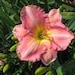 see more listings in the Blooming section