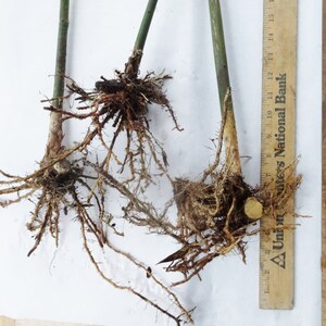 Blue Timber Clumping Bamboo/Bambusa- 1 Value Priced Division - Approx 15" Tall b image 5