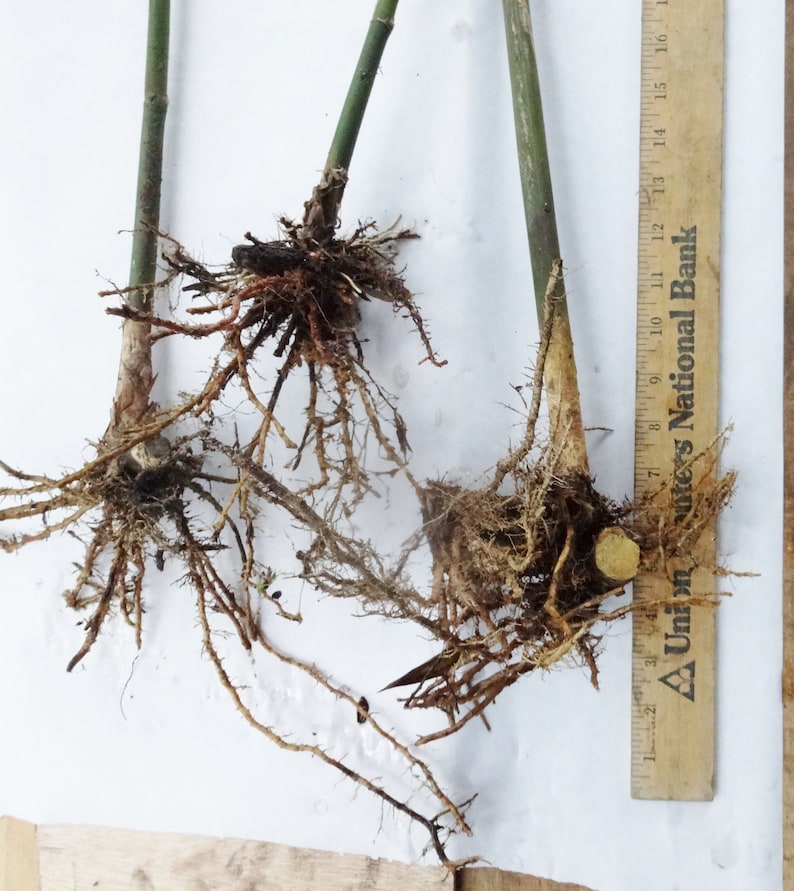 Blue Timber Clumping Bamboo/Bambusa- 1 Value Priced Division - Approx 15" Tall b image 5