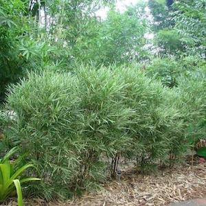 Bambusa Malay Dwarf Variegated Bamboo Plant – 1 Gallon Size – Clumping, Non-Invasive Form