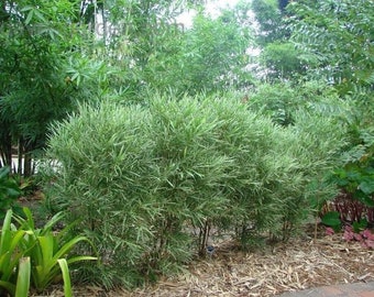 May include: A group of green bamboo plants growing in a garden setting. The plants are clustered together and have a lush, tropical appearance.