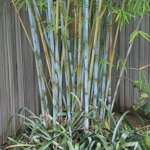 Blue Timber Clumping Bamboo/Bambusa- 1 Value Priced Division - Approx 15" Tall b image 1