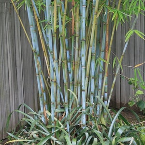 4 Plants - Blue Timber Clumping Bamboo/Bambusa- 1 Gallon Size - Currently 3.5+ Feet Tall