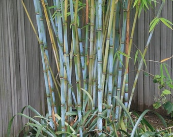 4 Plants - Blue Timber Clumping Bamboo/Bambusa- 1 Gallon Size - Currently 3.5+ Feet Tall