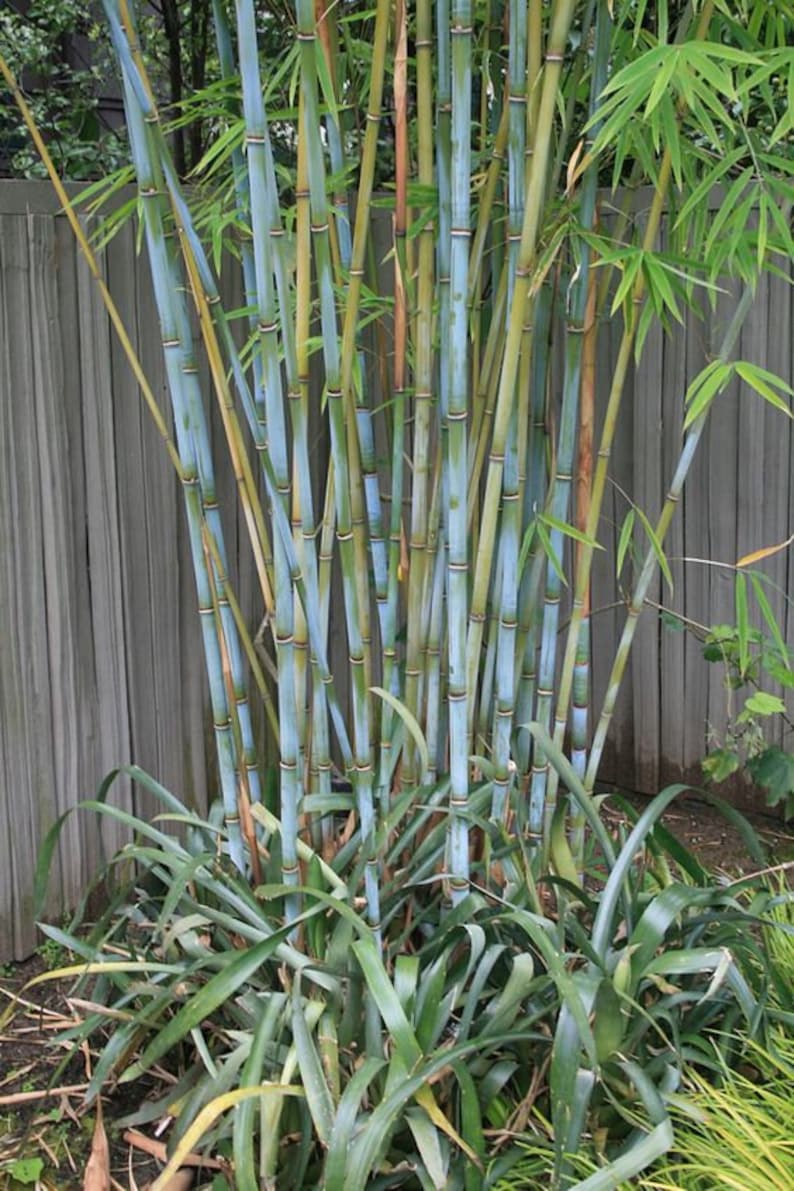 Blue Timber Clumping Bamboo/Bambusa- 1 Value Priced Division - Approx 15" Tall b image 1