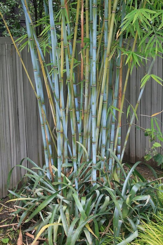 Fargesia Nitida - Etsy