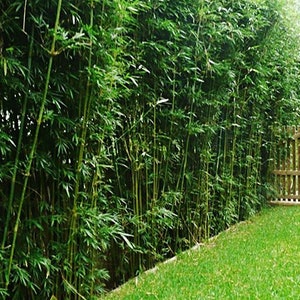 Bambusa multiplex Green Hedge Clumping Bamboo 1 Gallon Size Clumping, Non-Invasive image 1