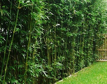 Bambusa multiplex - Green Hedge Clumping Bamboo - 1 Gallon Size - Clumping, Non-Invasive