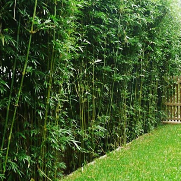 Bambusa multiplex - Green Hedge Clumping Bamboo - 1 Gallon Size - Clumping, Non-Invasive