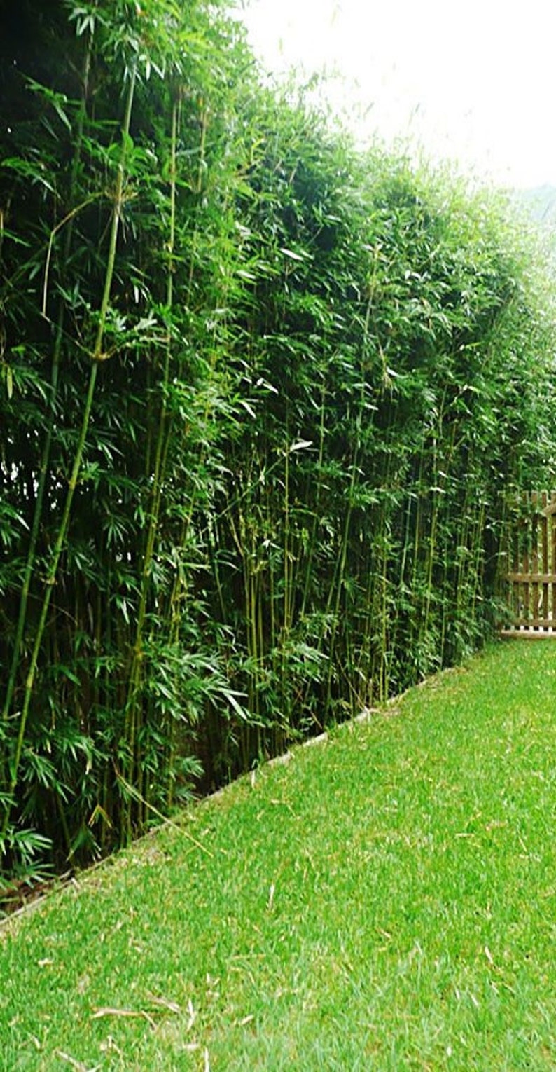 Bambusa multiplex Green Hedge Clumping Bamboo 1 Gallon Size Clumping, Non-Invasive image 1