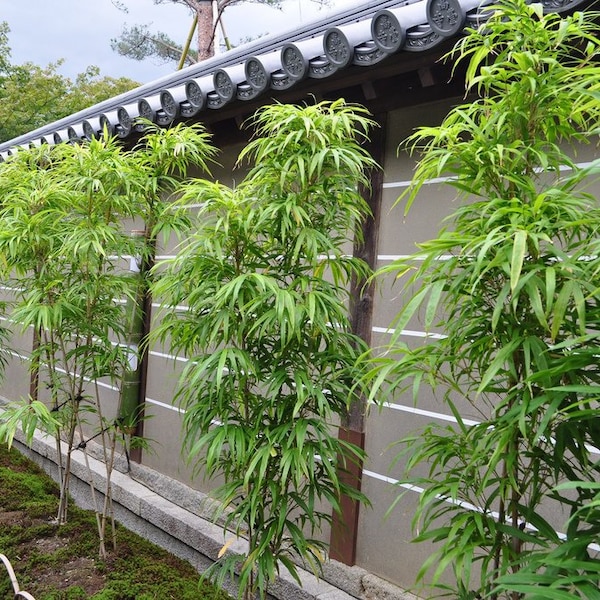Bambusa “Lady Finger” Clumping, Non-Invasive Bamboo Plant – Large 1 Gallon Size
