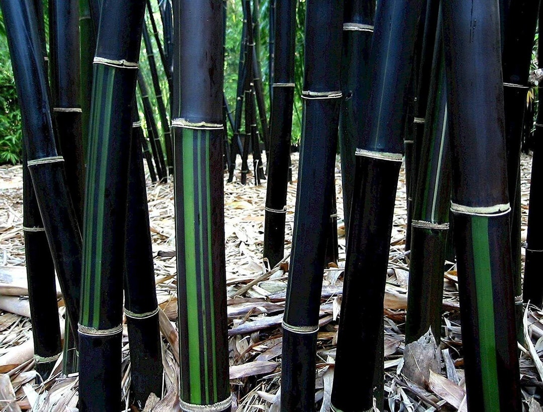 Bambusa Timor Lako Black Clumping Bamboo 1 Division, Starter Size Plant Etsy