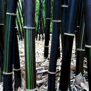 Bambusa Timor - Lako - Black Clumping Bamboo - 1 Division, Starter Size Plant