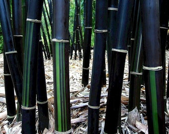 10 - Bambusa Timor - Lako - Black Clumping Bamboo - 10 Division, Starter Size Plants in Gallon Pot