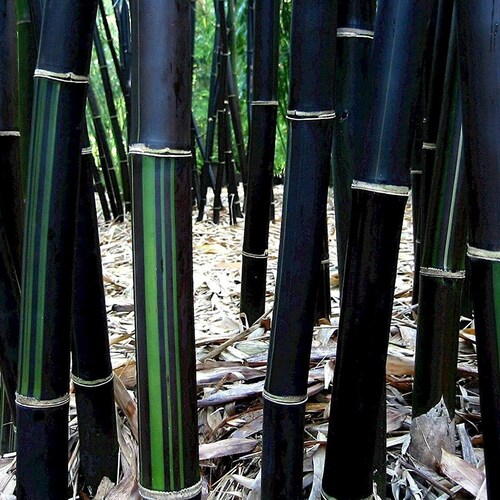 Temple Bamboo 2 Gallon (2'-3' Tall)