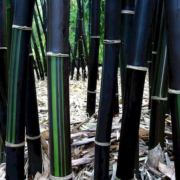 Bambusa Timor - Lako - Black Clumping Bamboo - 1 Division, Starter Size Plant