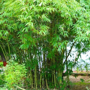 Graceful Bamboo - Bambusa Textilis Gracilis-1 Gallon Size-Clumping, Non-Invasive