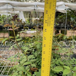 以下が含まれることがあります： 緑の葉を持つ若いバラの植物と、約76cmを測定する黄色の定規のクローズアップ。定規には黒いマーキングとテキストがあります。背景には他の植物と温室構造が写っています。