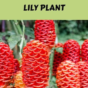 5 (Yes~FIVE!)  Red Pinecone Ginger/Shampoo Ginger/Zingiber zerumbet Tropical Exotic-5 Rhizomes