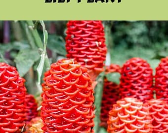 5 (Yes~FIVE!)  Red Pinecone Ginger/Shampoo Ginger/Zingiber zerumbet Tropical Exotic-5 Rhizomes