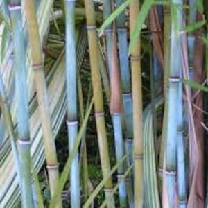 Blue Timber Clumping Bamboo/Bambusa- 1 Value Priced Division - Approx 15" Tall b image 3