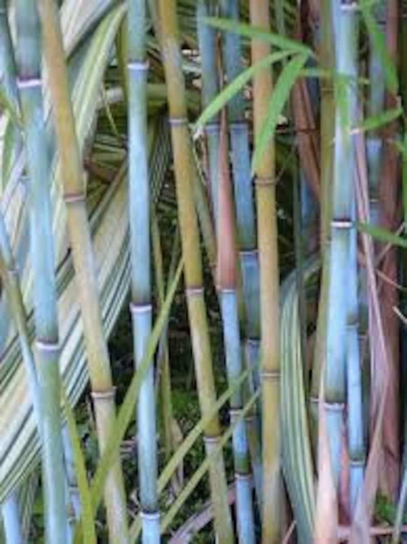 Blue Timber Clumping Bamboo/Bambusa- 1 Value Priced Division - Approx 15" Tall b image 3