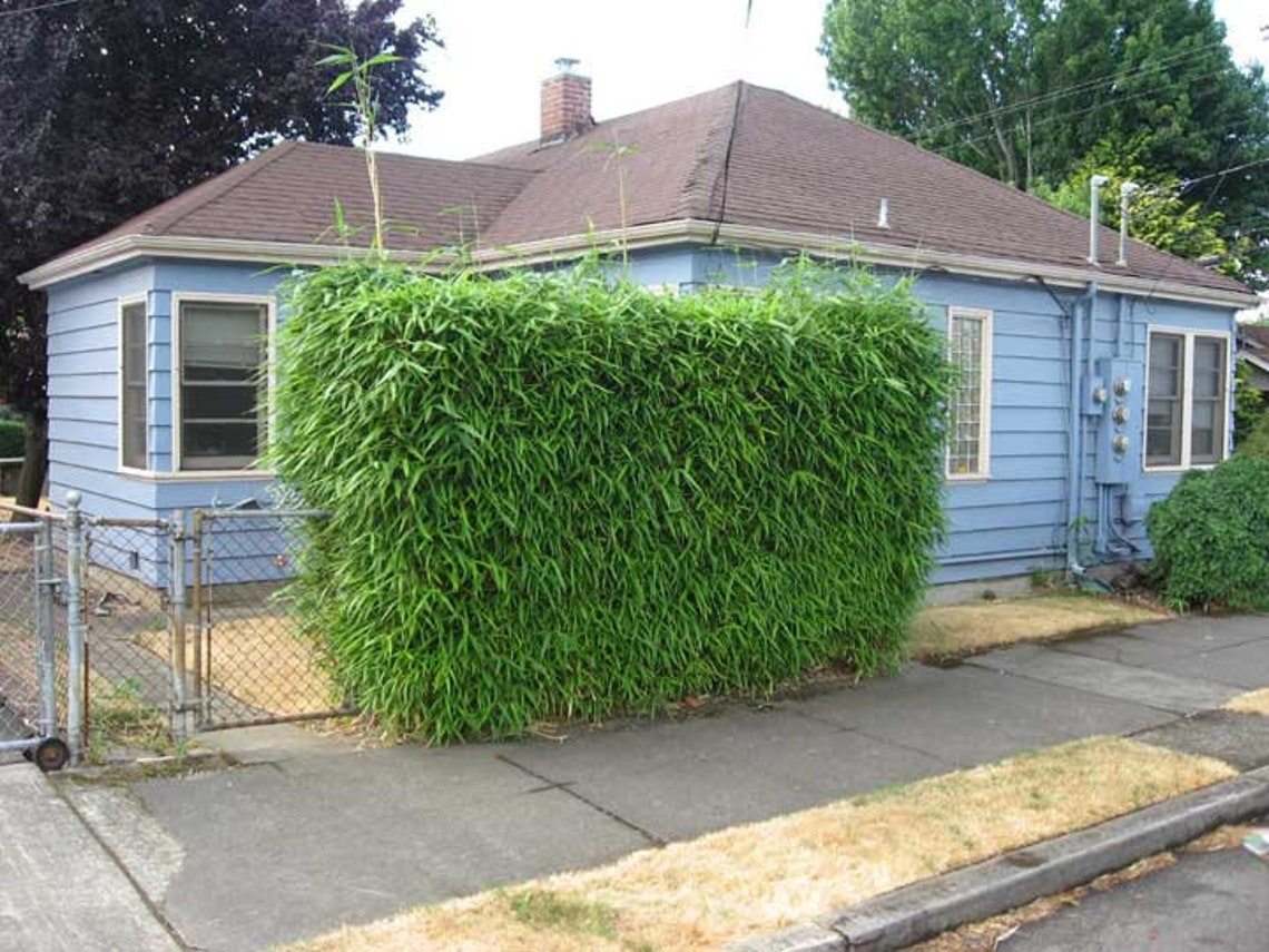 Bambusa Multiplex Green Hedge Bamboo 20 DIVISIONS Etsy