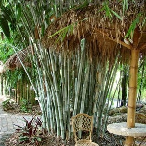 Angel Mist The Ghost Clumping Bamboo Dendrocalamus minor 1 Value Priced Division Approximately 15 Tall image 4