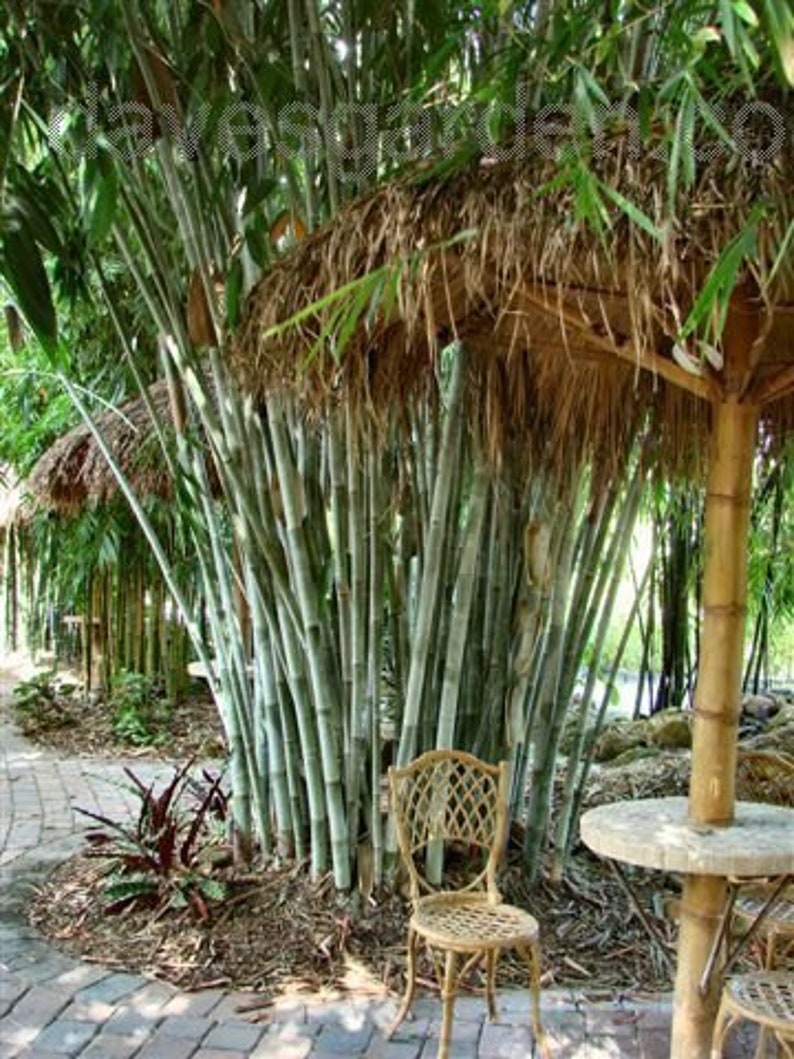 Angel Mist The Ghost Clumping Bamboo Dendrocalamus minor 1 Value Priced Division Approximately 15 Tall image 4